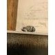 Armadillo 01. Anillo realizado con planchas texturadas de plata  oxidada y oro